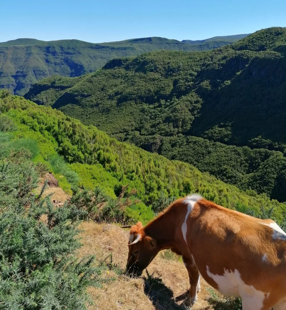 Madeira’s Geography